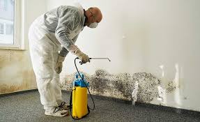 Environmental Consulting for Mold Prevention in Deerwood, TX