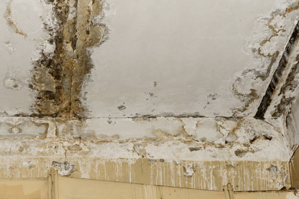 Best Water Damage & Mold Remediation  in Deerwood, TX