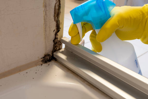 Best Environmental Consulting for Mold Prevention  in Deerwood, TX